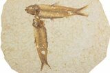 Fossil Fish (Knightia) Mortality Plate - Wyoming #375395-1